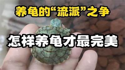 详细解析：国内养龟技巧与注意事项，让你轻松饲养健康龟