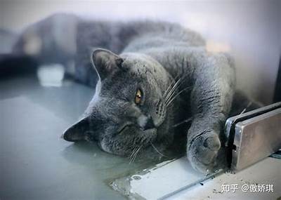 如何提升猫咪同伴关系？揭秘养猫过程中不可忽视的细节与技巧