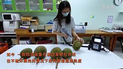 国产榴莲上市仪式全程回顾 视频呈现丰收盛会与美味体验